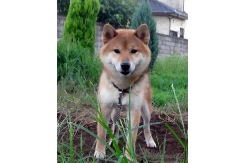 成約済の埼玉県の柴犬-189421の5枚目